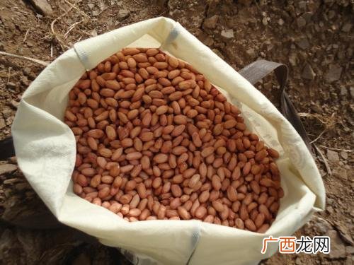 花生的种子是什么,花生米是什么意思？