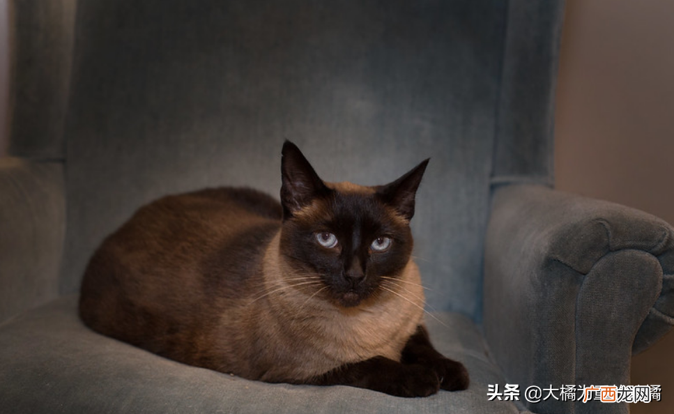 怎么消除小猫刚到家恐惧感 猫咪到了新环境一直叫怎么回事