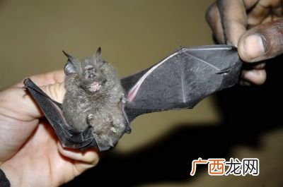 蝙蝠是什么类的动物,蝙蝠是飞禽类还是走兽类动物？