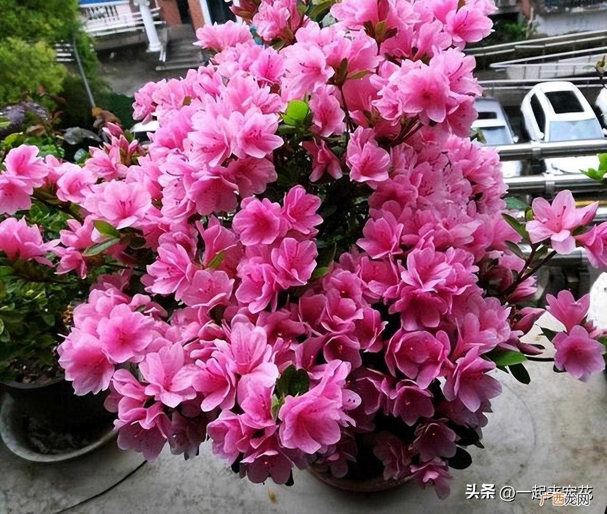 养杜鹃花常见的4个误区 家里的杜鹃花怎么养