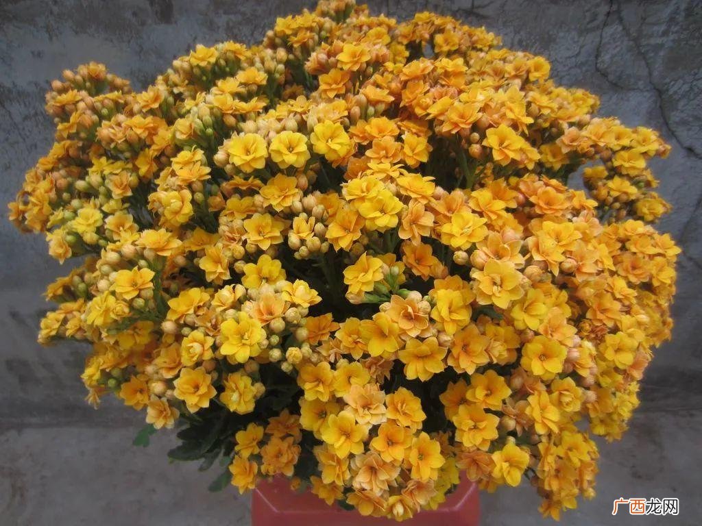 便宜好养活冬天也能开的5种花 冬天开的花有哪些