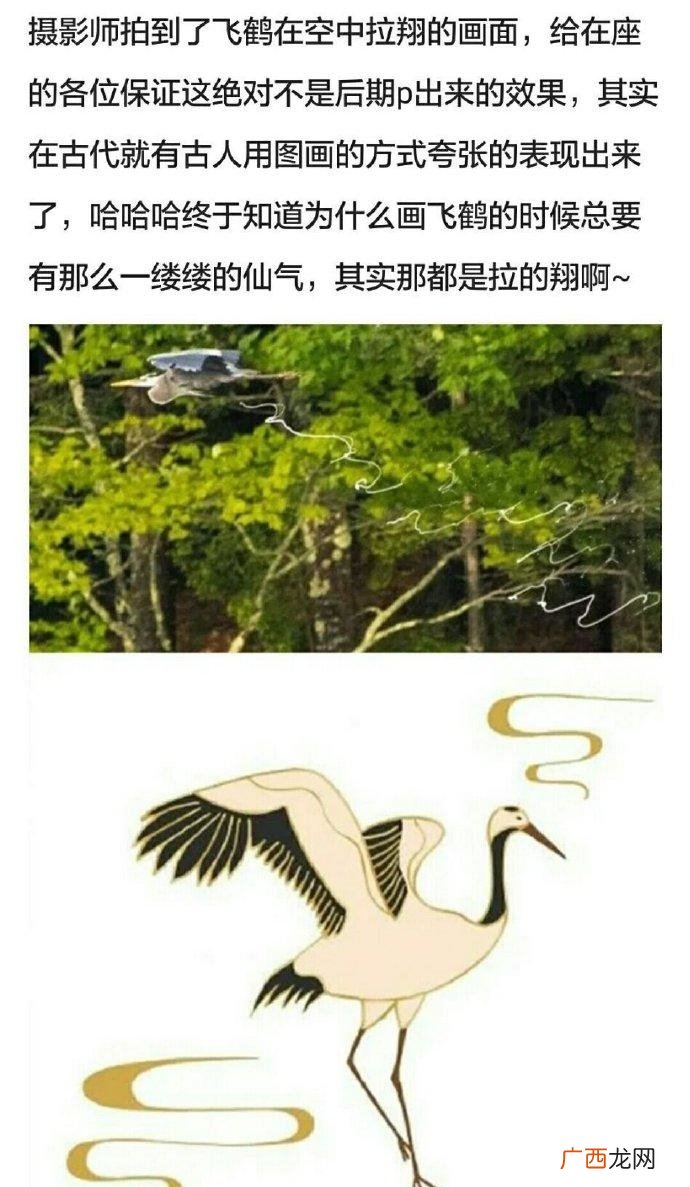 丹顶鹤设计灵感实际上是“翔云” 翔云是什么梗