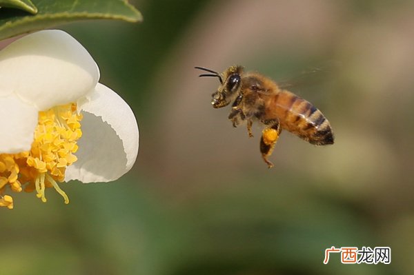 蜜蜂养殖十大忌讳,饲养蜜蜂的方法注意事项？