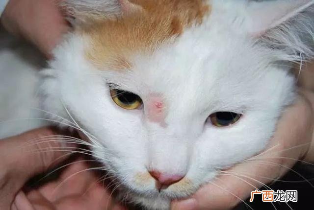 猫咪什么情况下会得猫瘟,猫发情了现在还得猫瘟怎么办?