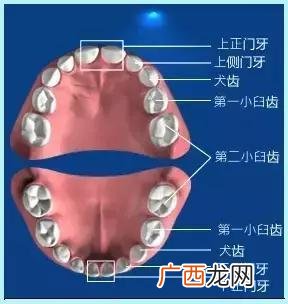 臼齿有几颗,人有几颗犬齿？