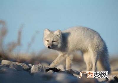 狐狸是犬科吗,狐狸能和狗交配吗？
