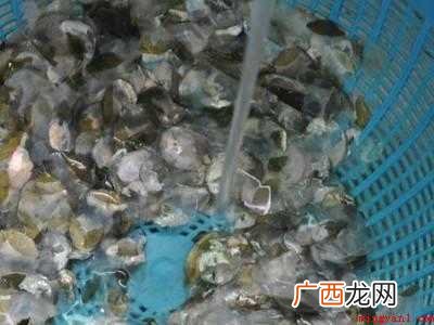 鱼鳞怎么吃