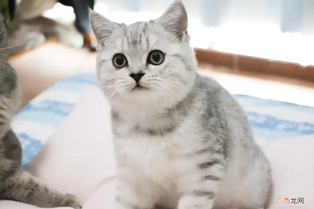 渐层猫品种的繁育方式是什么样的 渐层猫是什么品种