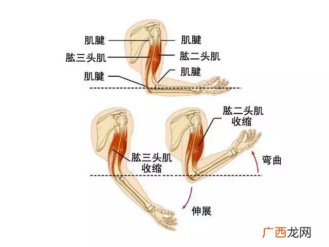 手臂各个部分叫什么,手腕是什么意思？