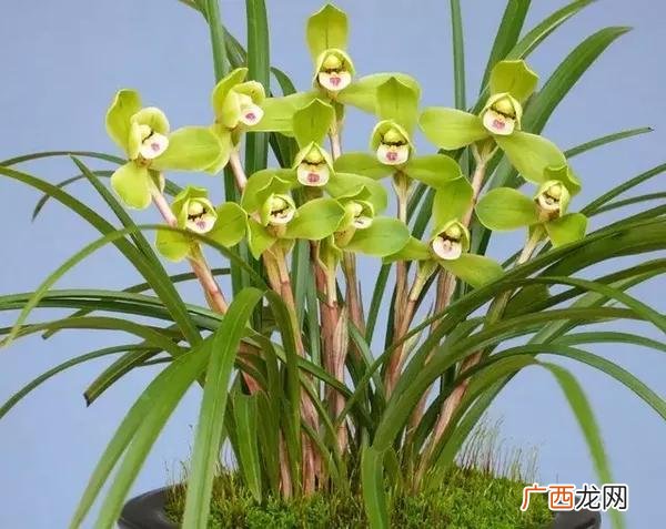君子兰花叶子的汁有毒吗,君子兰药害是什么样？
