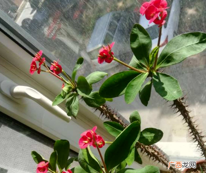 为什么养的人却越来越多 虎刺梅有毒吗家里能养吗