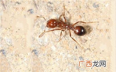 红火蚁是什么,红火蚁生存条件？
