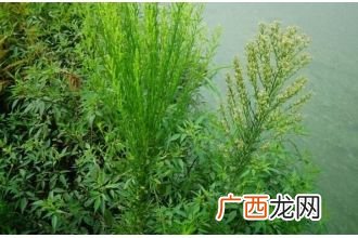 小蓬草食用方法,蓬草哪个季节生长？