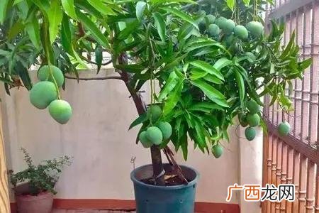芒果核怎么种出芒果树 芒果盆栽几年才能结果实