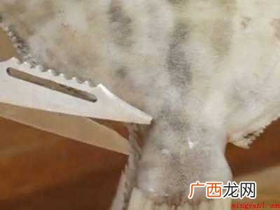 剥皮鱼怎样剥皮