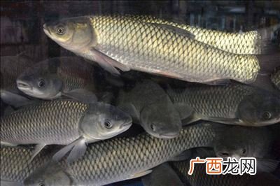 过了水的草鱼含嘌呤高吗,淡水鱼哪些品种嘌呤低？