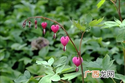 兰铃花的花语是什么,玲花的花语和寓意？