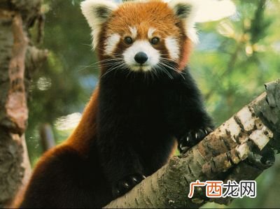 小熊猫是几级保护动物,国家二级保护动物？