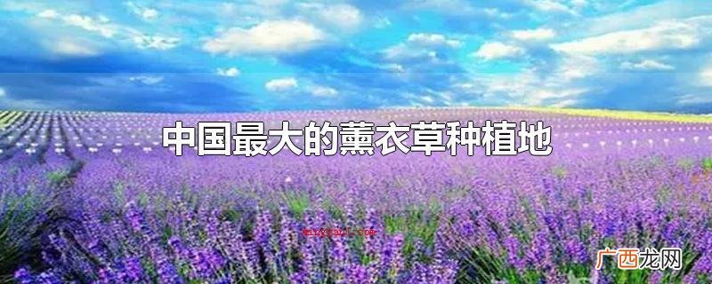 中国最大的薰衣草栽种地 中国最大的薰衣草种植地