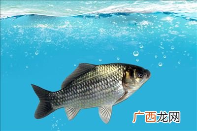 大白鲫喜欢什么味型的饵料,鲫鱼的垂钓方法有哪些？