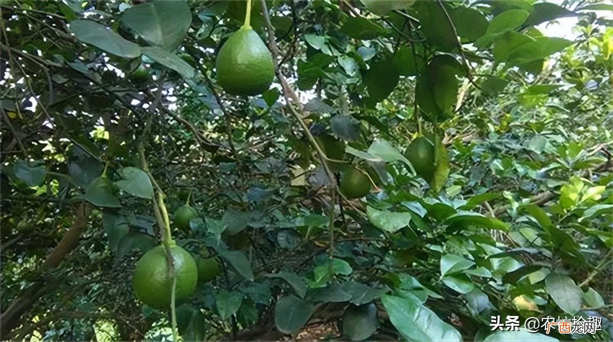早熟9月份成熟 柚子什么季节成熟