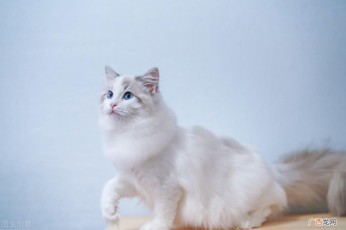 有什么方法可以缓解 母猫发情怎么办