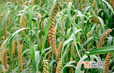黍稷是什么,五谷“黍、稷、麦、菽、稻”分别指什么？