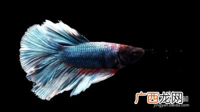 斗鱼的特点,斗鱼有什么特点？