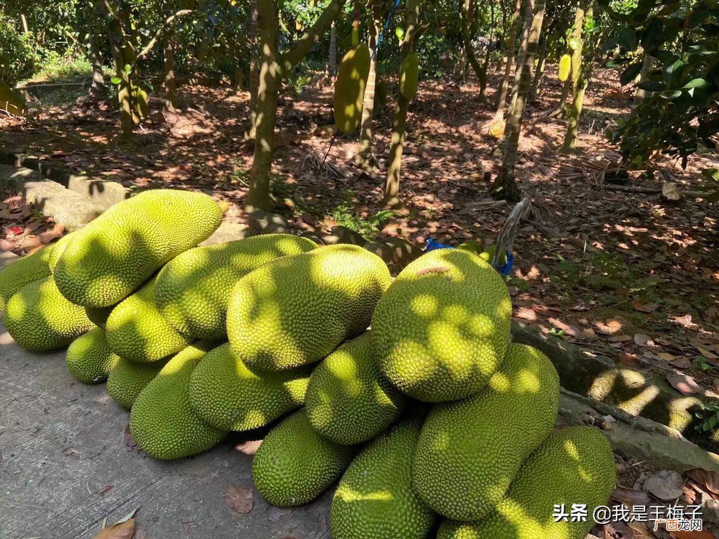 一整个菠萝蜜间常温保存多久 完整的菠萝蜜可以放多长时间