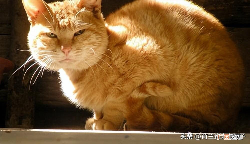 如何送别是才合适 猫咪临死前与主人告别方式