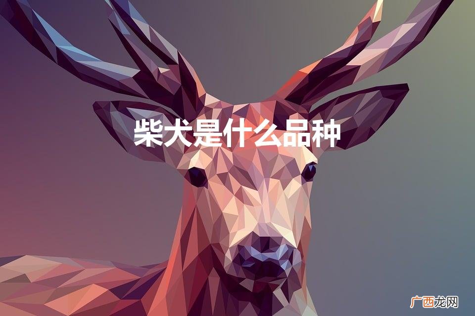 柴犬是什么品种(长不大的柴犬是什么品种)