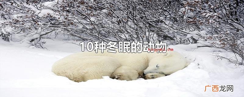 10种冬眠动物,冬眠的意思 10种冬眠的动物