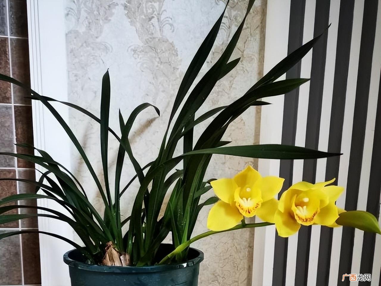 家里这么养，今年的年宵花就有着落了 大花蕙兰的养殖方法和注意事项