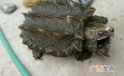什么是冷血动物,冷血动物有什么特点？