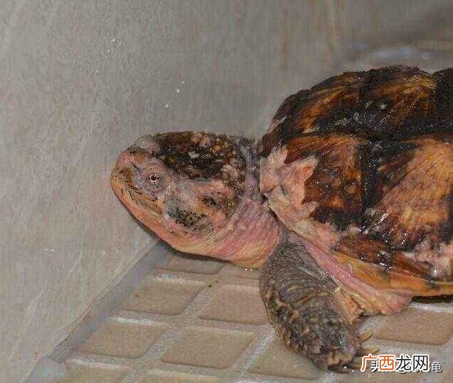 乌龟腐皮成因以及最有效治疗方法 龟腐皮最有效方法