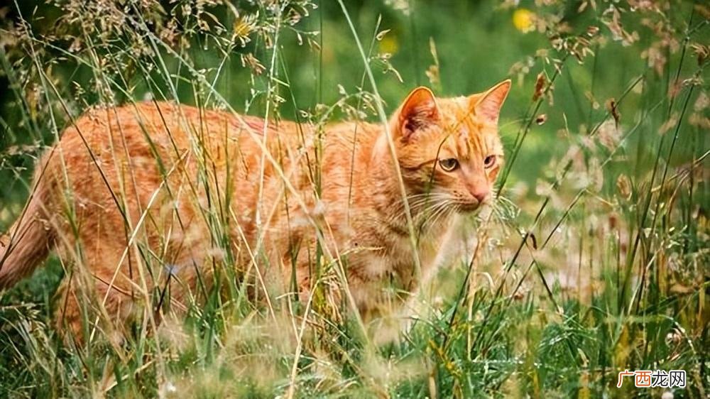 一只猫为什么不能养十年？ 为啥猫不能养七年