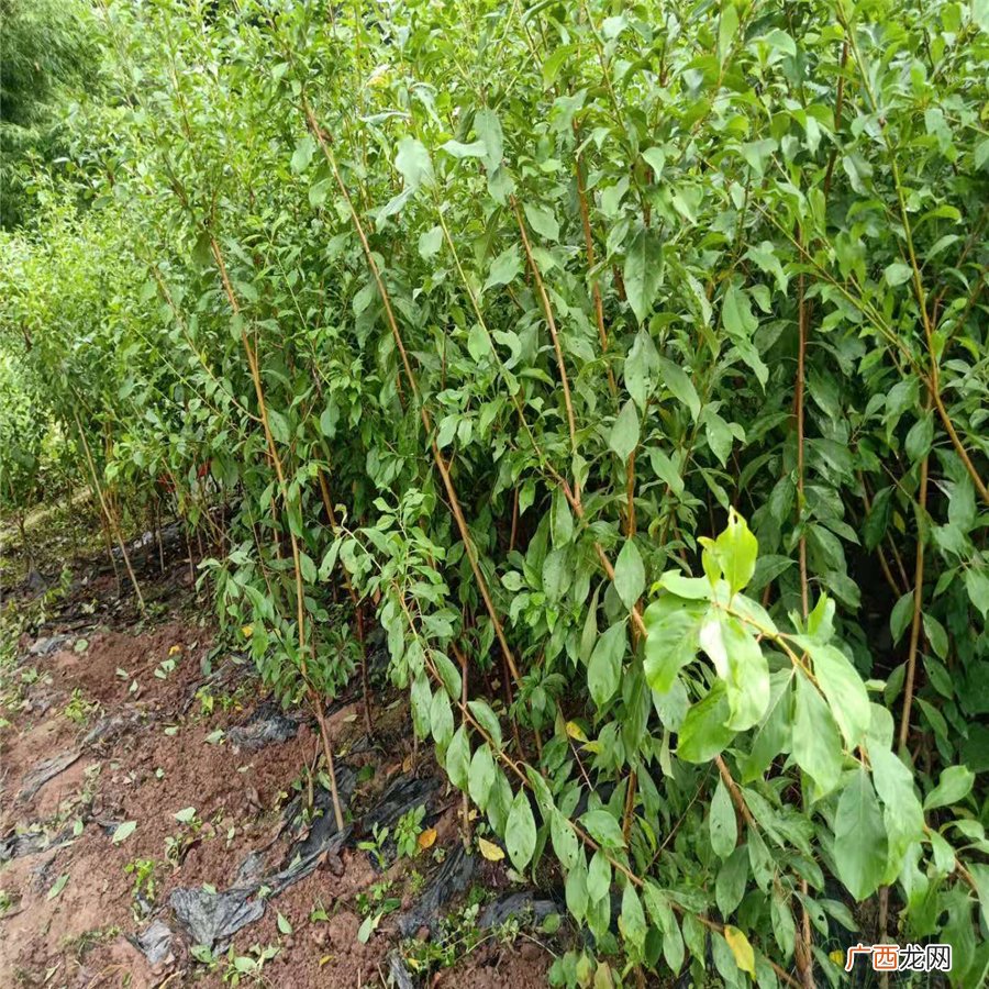 种植树苗的注意事项有哪些,苗木种植怎么保证成活率？