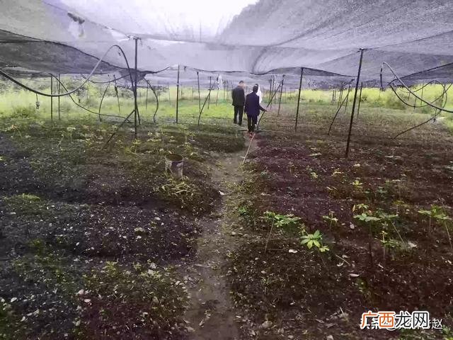 种植树苗的注意事项有哪些,苗木种植怎么保证成活率？