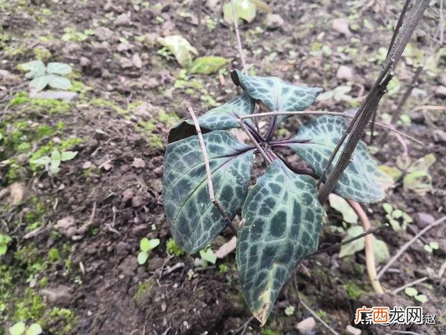 种植树苗的注意事项有哪些,苗木种植怎么保证成活率？