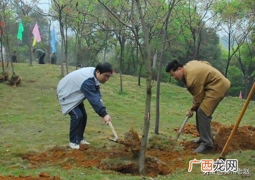 种植树苗的注意事项有哪些,苗木种植怎么保证成活率？