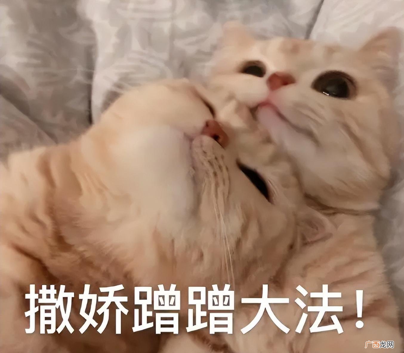 猫用头蹭你，它是这样想的 猫用头蹭人是什么意思