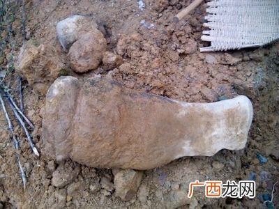 如何鉴定化石,牛角化石怎么鉴定呀？