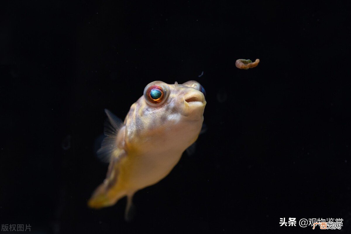 饲养斑马狗头鱼的注意事项 斑马狗头鱼的生长习性介绍
