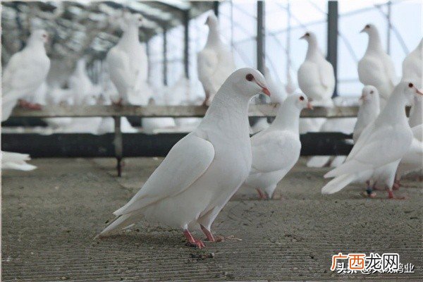 信鸽和普通鸽子的异同点有哪些 信鸽和普通鸽子的区别