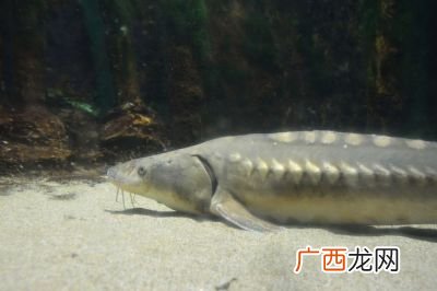 鲟鱼怎么去鳞,清蒸鲟鱼时怎么去除鱼身上的鳞片？