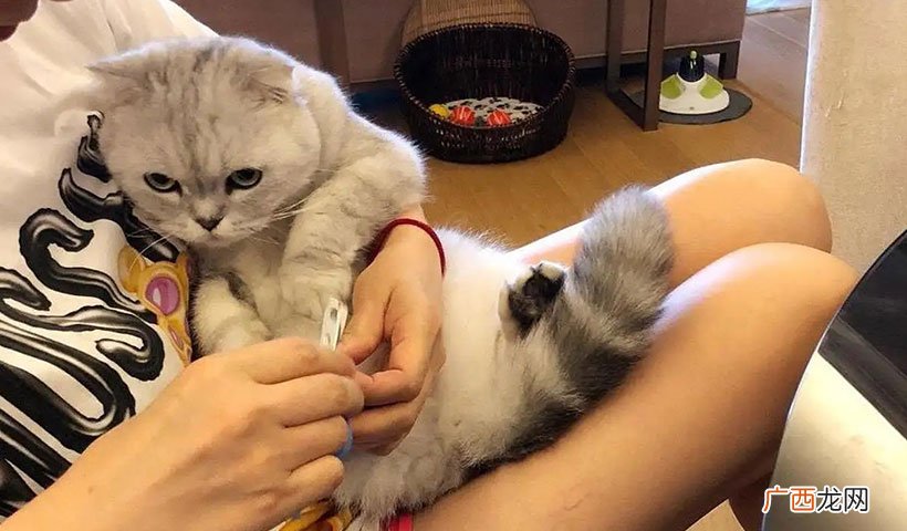 给猫剪指甲的6个步骤图解攻略 怎么给猫剪指甲呢