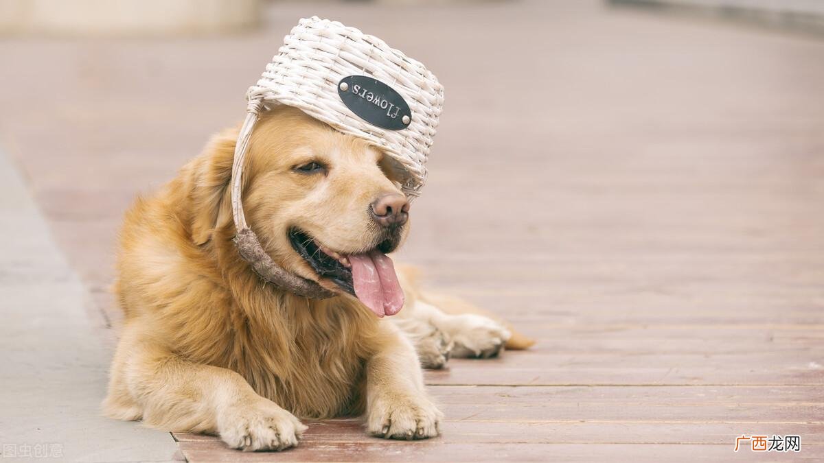 给金毛犬选择经济实惠狗粮技巧 金毛吃什么牌子的狗粮好