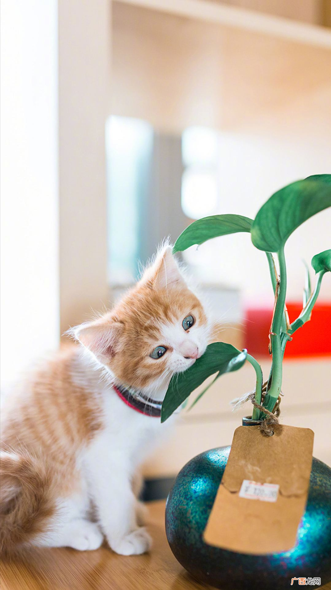 猫咪这9大行为，是孤独症的表现 猫咪孤独的表现有哪些
