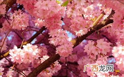 樱花是什么时候开的,樱花是春天开的吗？