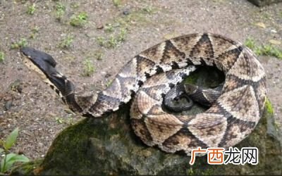什么叫五步蛇,眼镜蛇和五步蛇的区别？